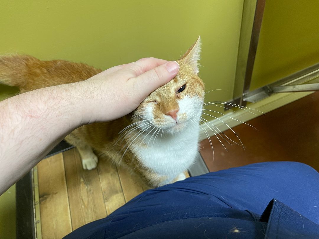 Julius, a Adopted Tabby in Columbia, KY image 4/6