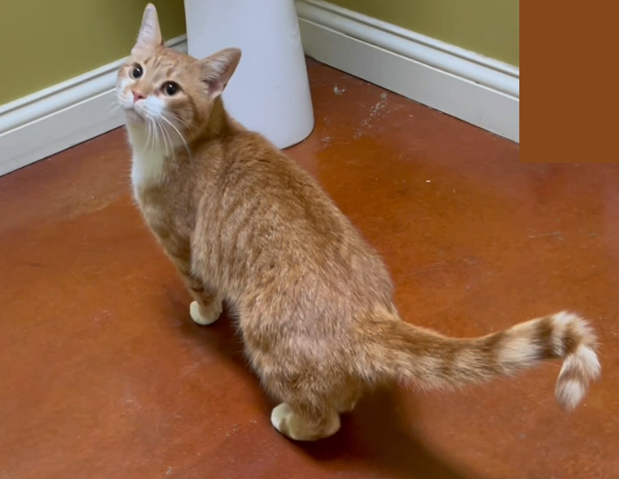 Julius, a Adopted Tabby in Columbia, KY image 5/6