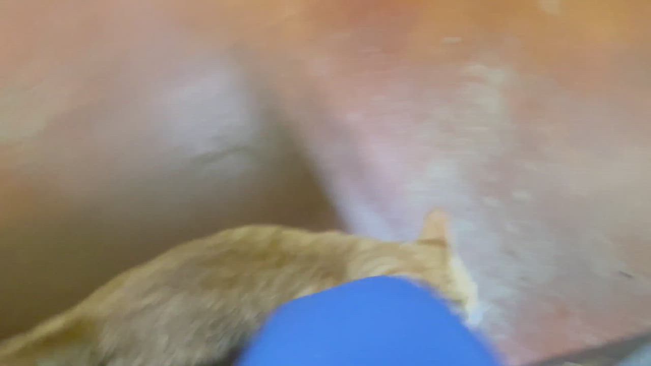 Enlarge Julius, a Adopted Tabby in Columbia, KY video 6/6