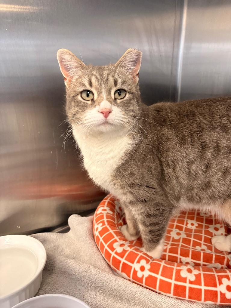 Enlarge Maggie, a Adoptable mixed breed in Heber City, UT image 1/1