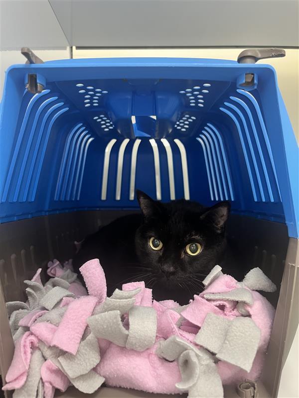 No, Adoptable, Senior Female Domestic Short Hair.