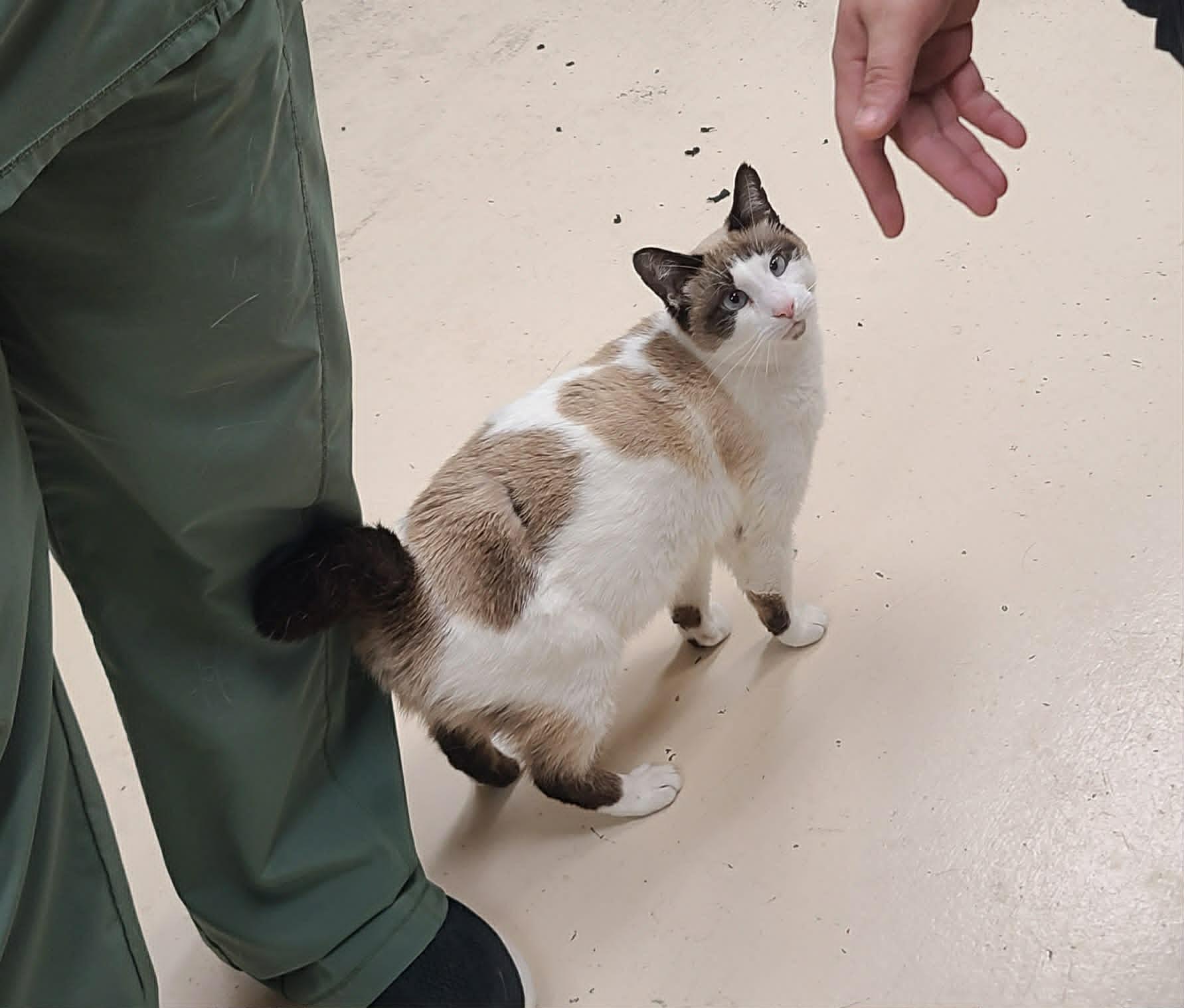 Ghost Young, Adopted, Adult Male Domestic Short Hair.