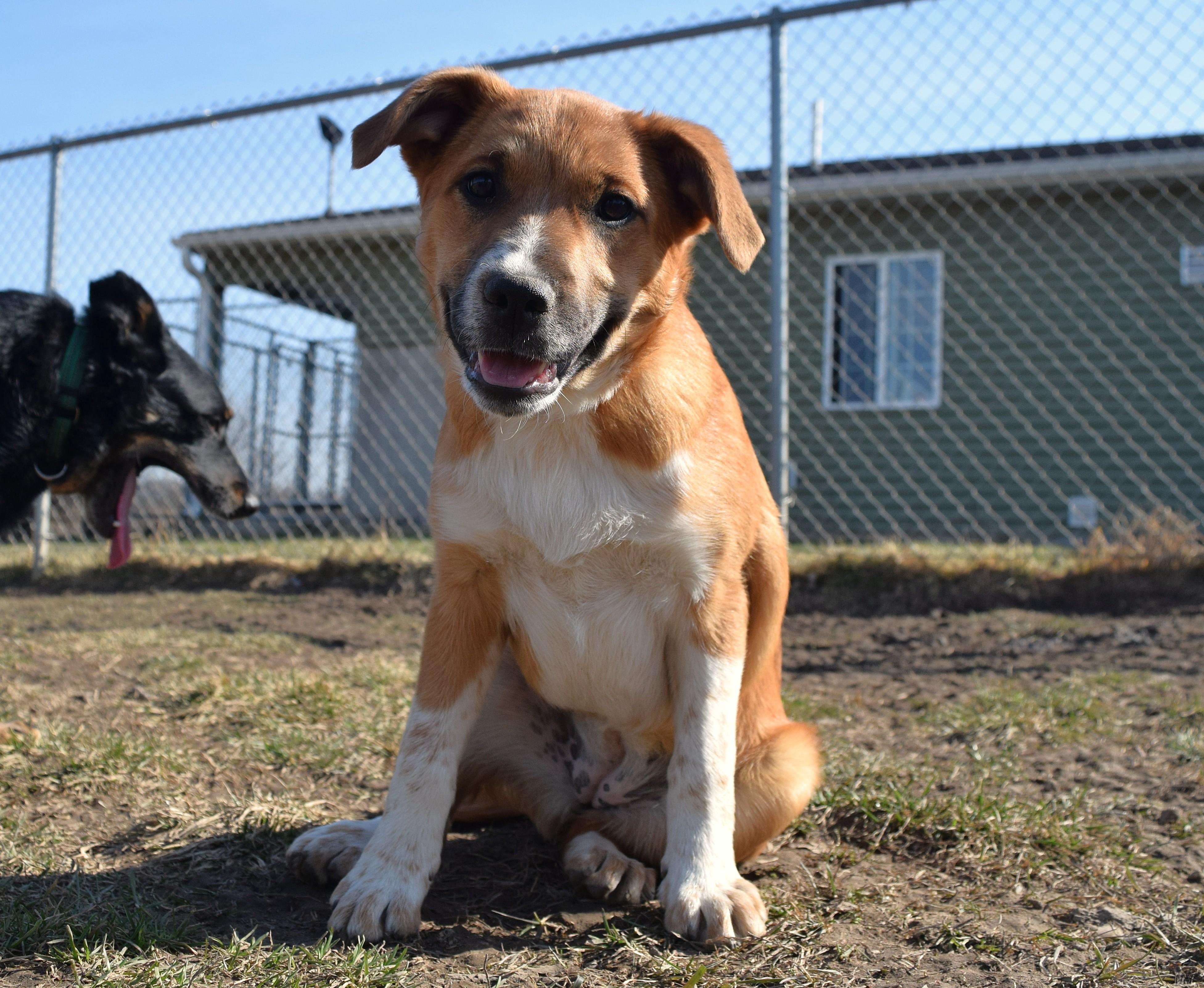 Enlarge Lilly, a Adoptable mixed breed in Tomah, WI image 1/4