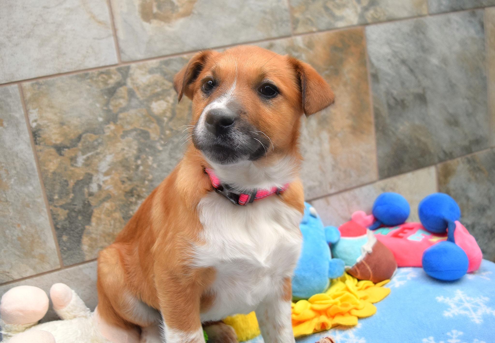 Enlarge Lilly, a Adoptable mixed breed in Tomah, WI image 3/3
