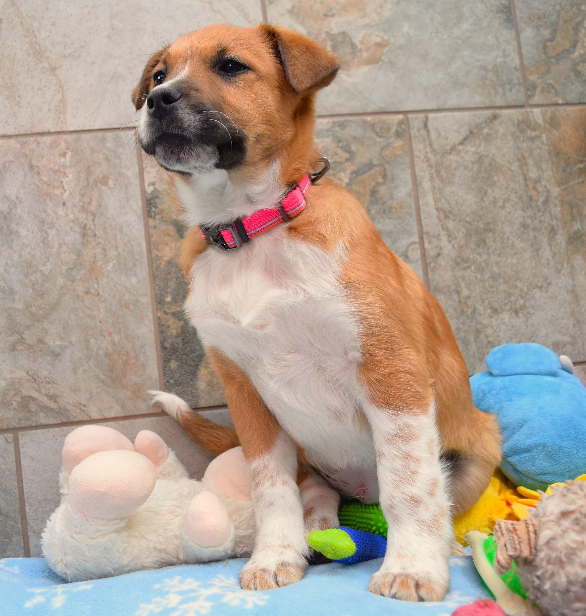 Enlarge Lilly, a Adoptable mixed breed in Tomah, WI image 2/3