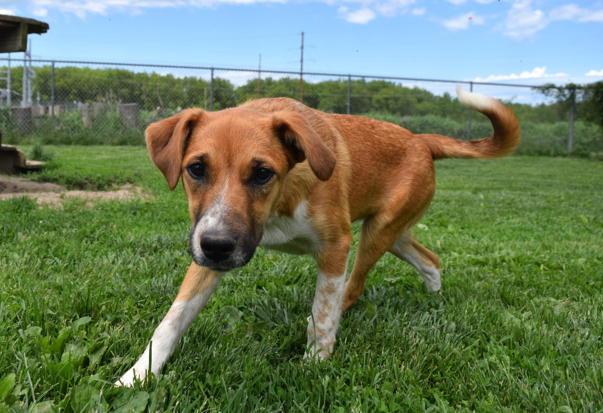 Lilly, a Adoptable mixed breed in Tomah, WI image 2/5