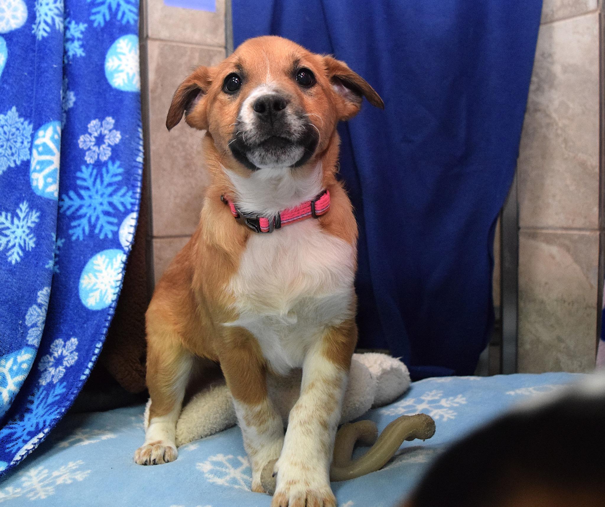 Lilly, Adoptable, Puppy Female Australian Cattle Dog / Blue Heeler.