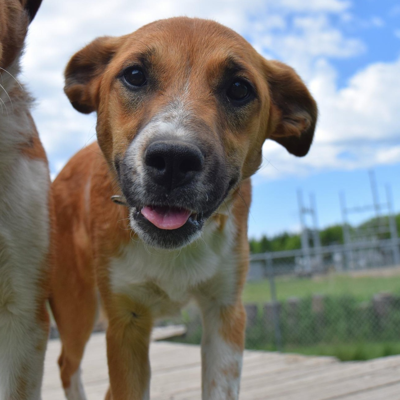 Lilly, Adoptable, Puppy Female Australian Cattle Dog / Blue Heeler.