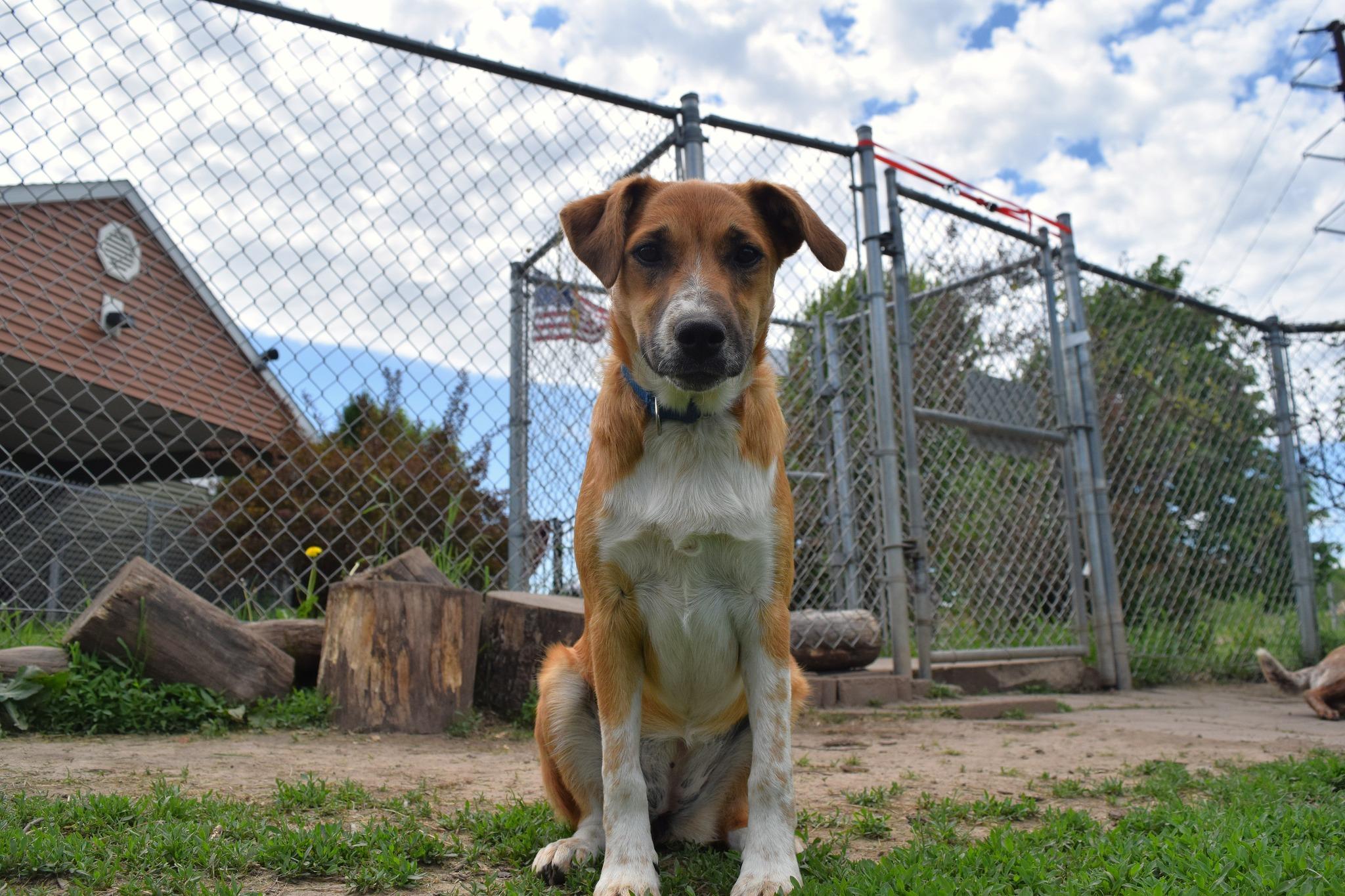 Lilly, a Adoptable mixed breed in Tomah, WI image 3/5