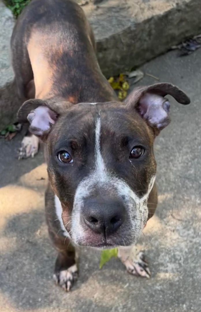 TAZ, a Adoptable Staffordshire Bull Terrier in Waldwick, NJ image 5/6