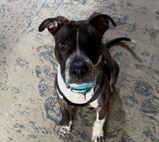 TAZ, a Adoptable Staffordshire Bull Terrier in Waldwick, NJ image 6/6
