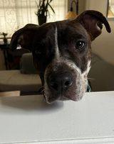 TAZ, a Adoptable Staffordshire Bull Terrier in Waldwick, NJ image 3/6