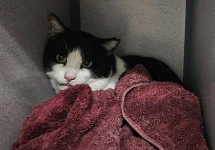 Stallone Barn Cat, Adoptable, Adult Male Domestic Short Hair.