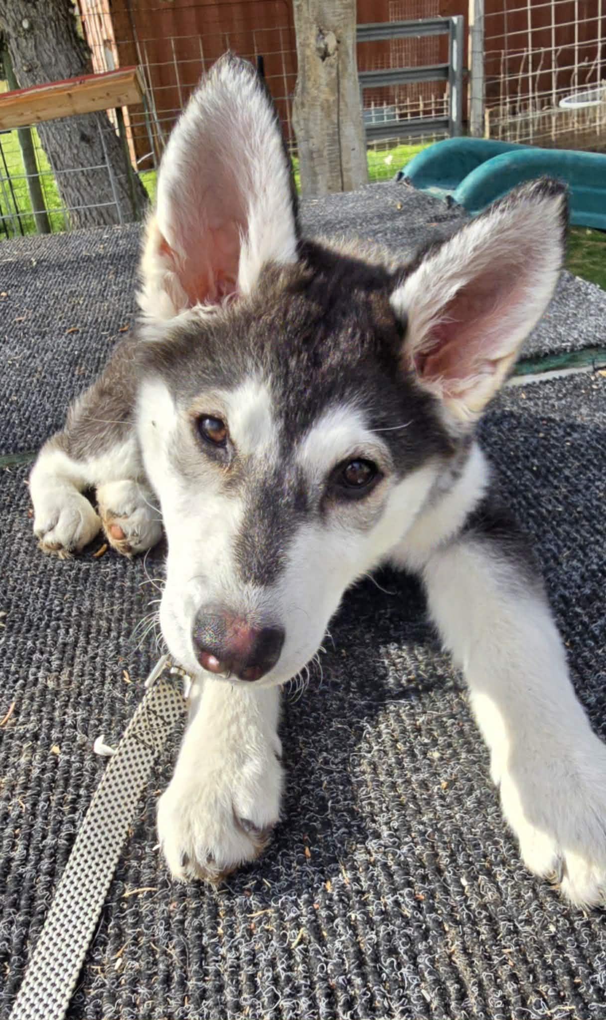 TILLY, Adoptable, Puppy Female Alaskan Malamute.
