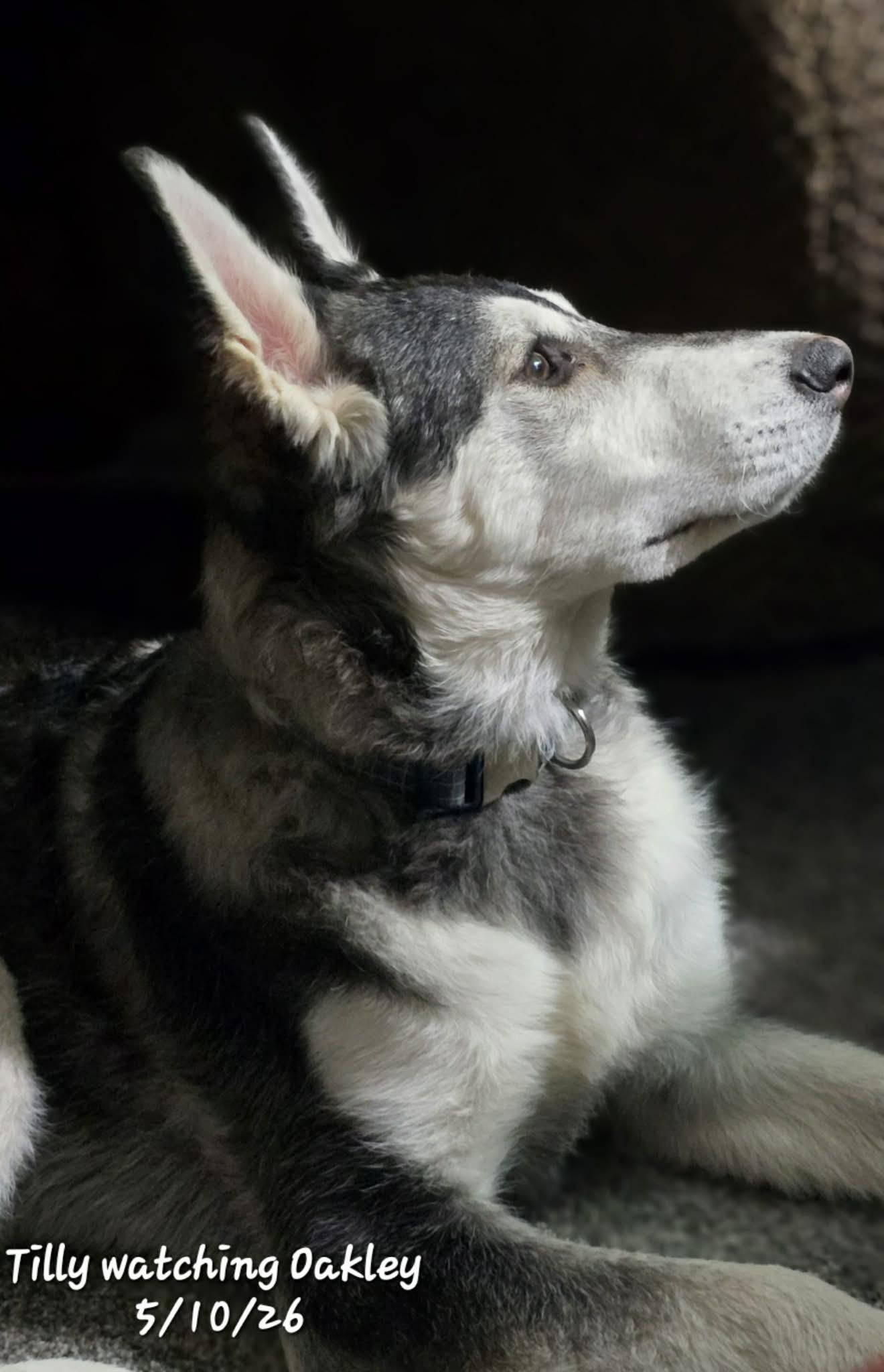 Enlarge TILLY, a Adoptable Alaskan Malamute in Seattle, WA image 2/3