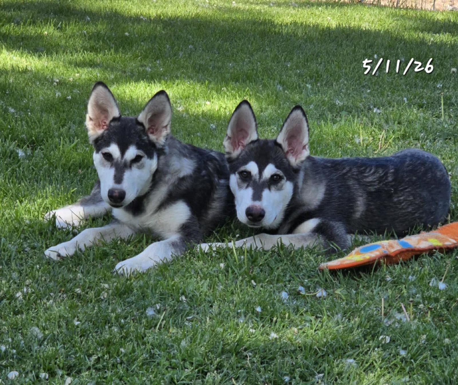 Enlarge TILLY, a Adoptable Alaskan Malamute in Seattle, WA image 3/3