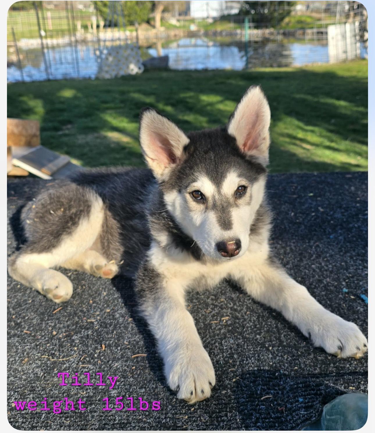 Enlarge TILLY, a Adoptable Alaskan Malamute in Seattle, WA image 2/3