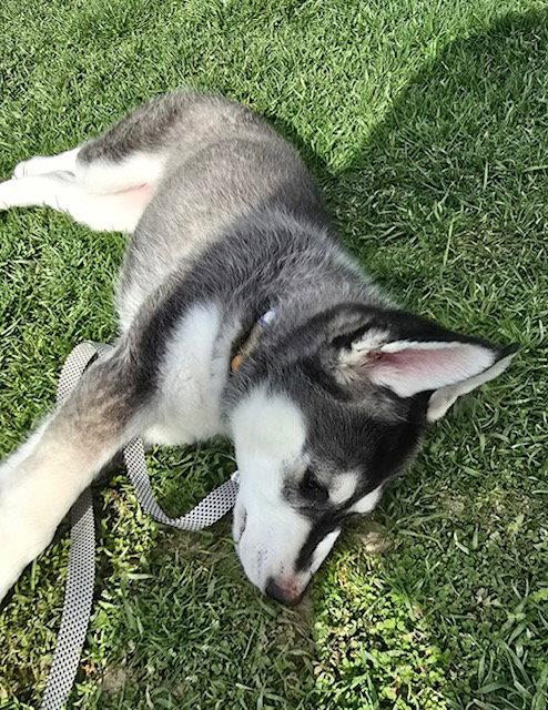 Enlarge TILLY, a Adoptable Alaskan Malamute in Seattle, WA image 3/3