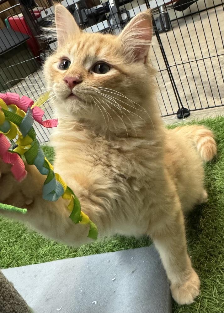 Fozzy — thumbnail 3