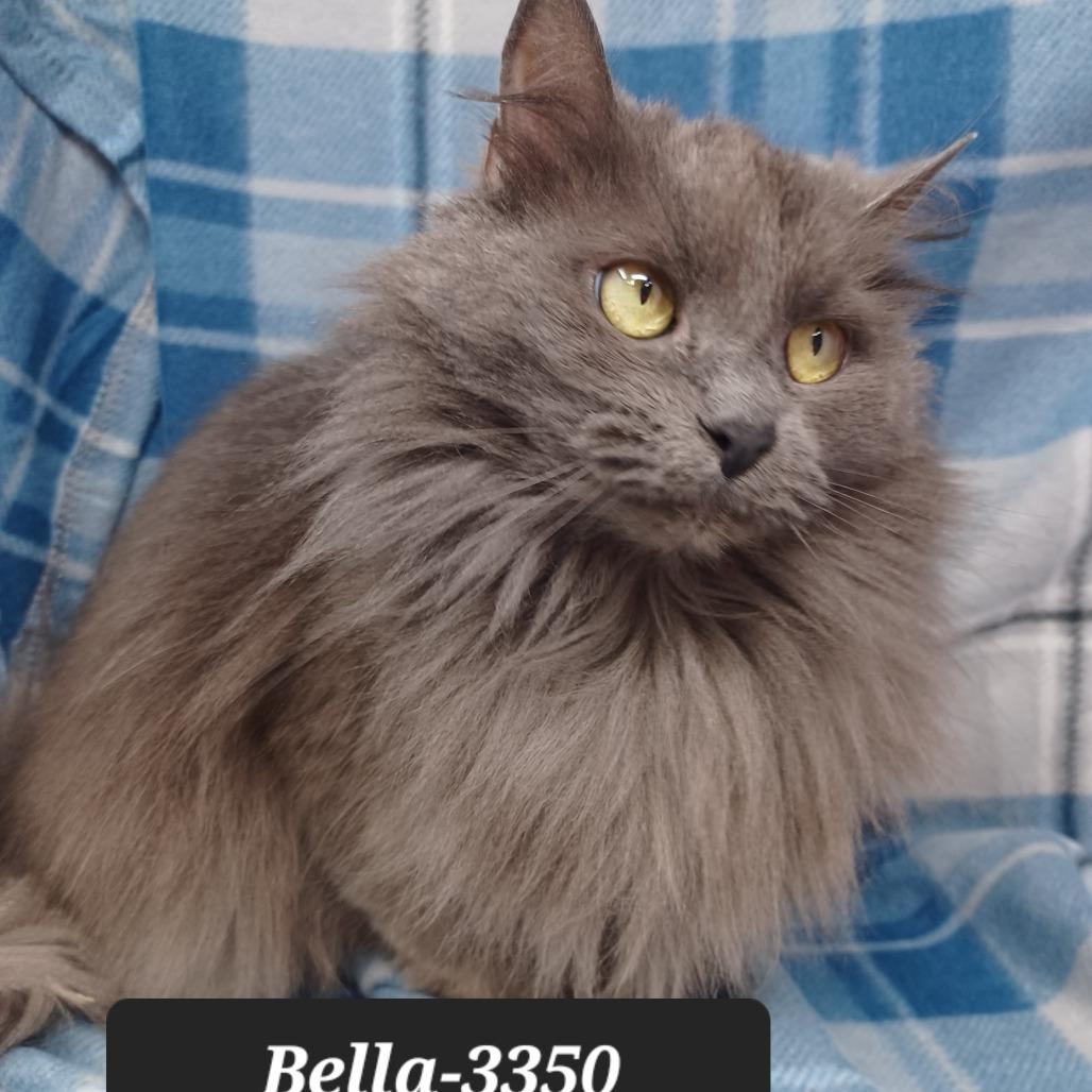 Enlarge Bella, a Adoptable mixed breed in New Tazewell, TN image 1/1