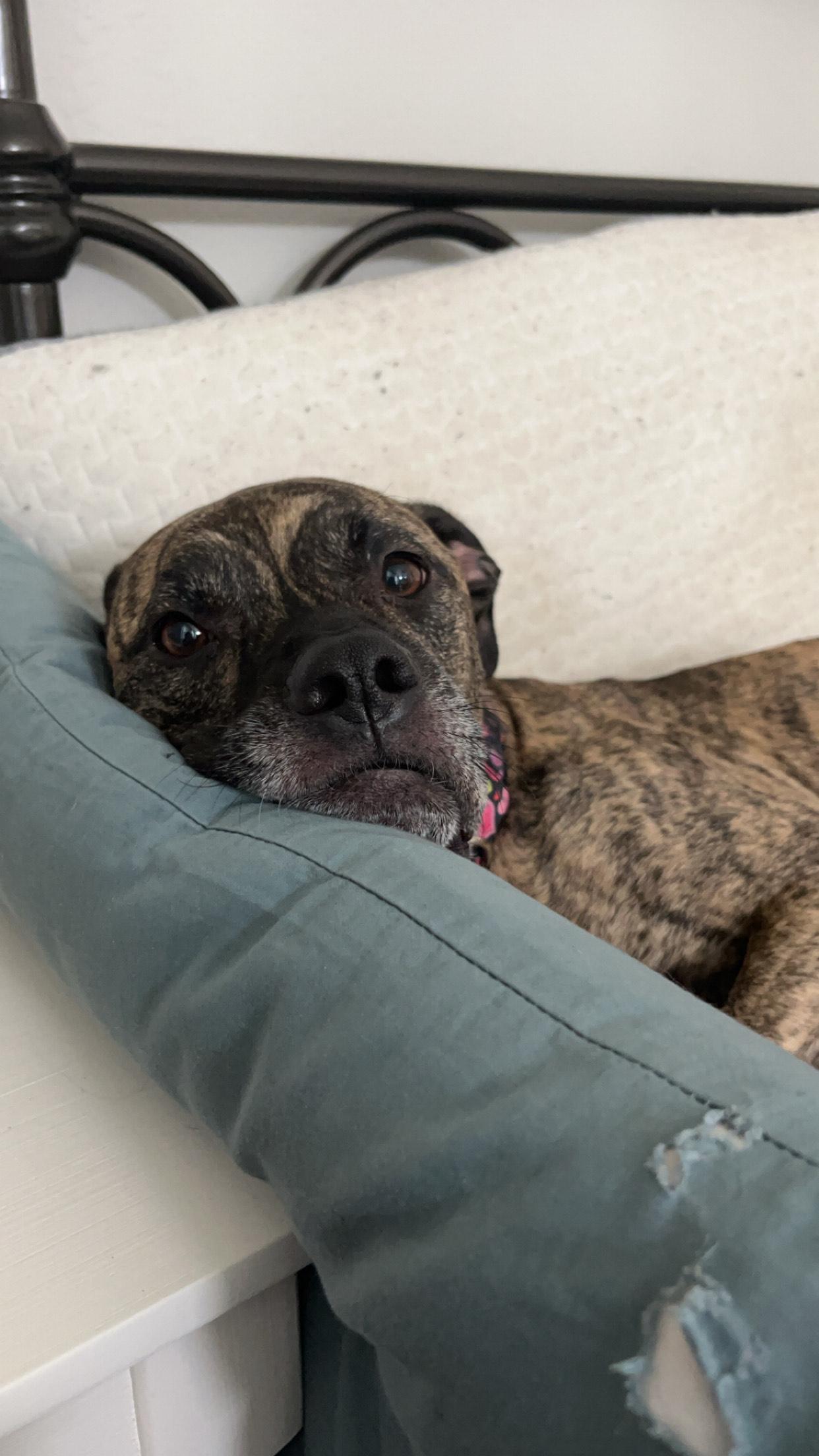 Enlarge Venus, a Adoptable mixed breed in Benton Harbor , MI image 4/4