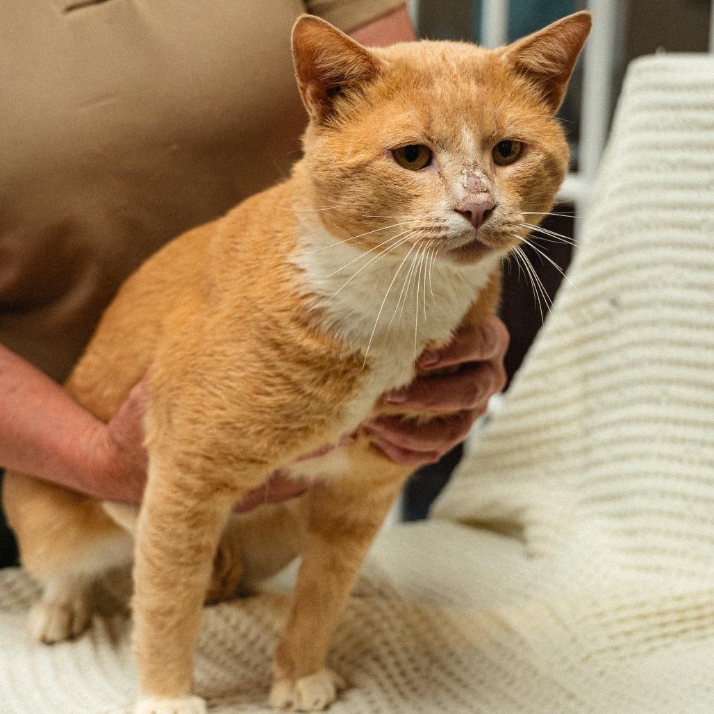 Enlarge Ju Ju, a Adoptable Domestic Short Hair in Mocksville, NC image 1/3