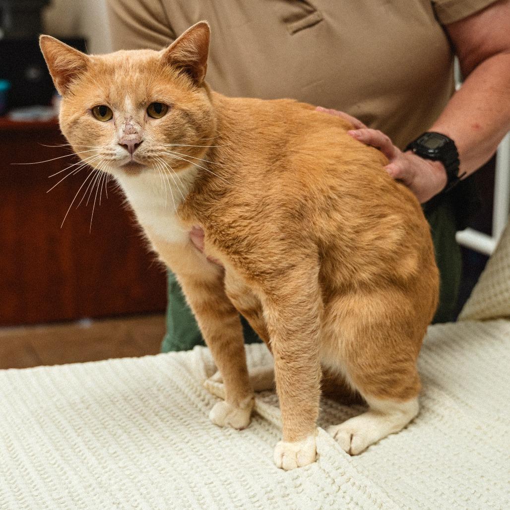 Enlarge Ju Ju, a Adoptable Domestic Short Hair in Mocksville, NC image 2/3