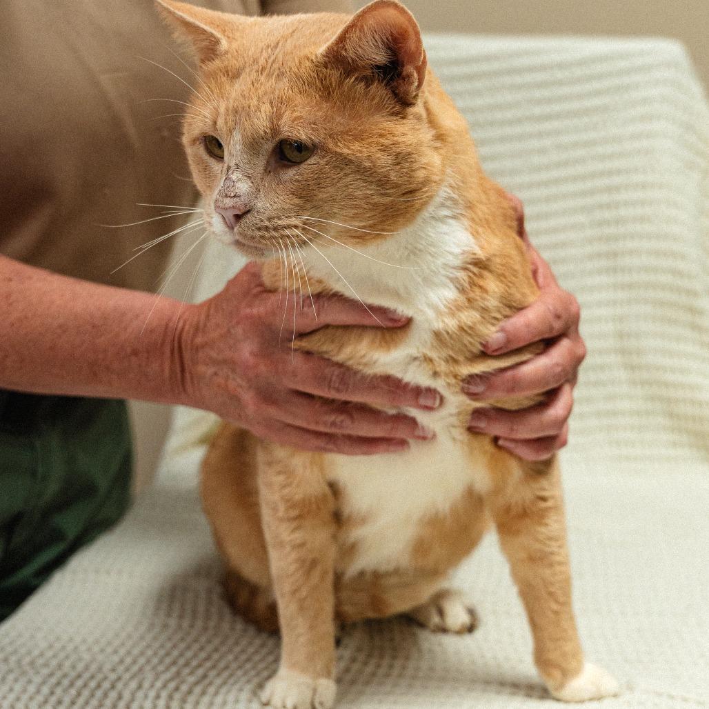 Enlarge Ju Ju, a Adoptable Domestic Short Hair in Mocksville, NC image 3/3