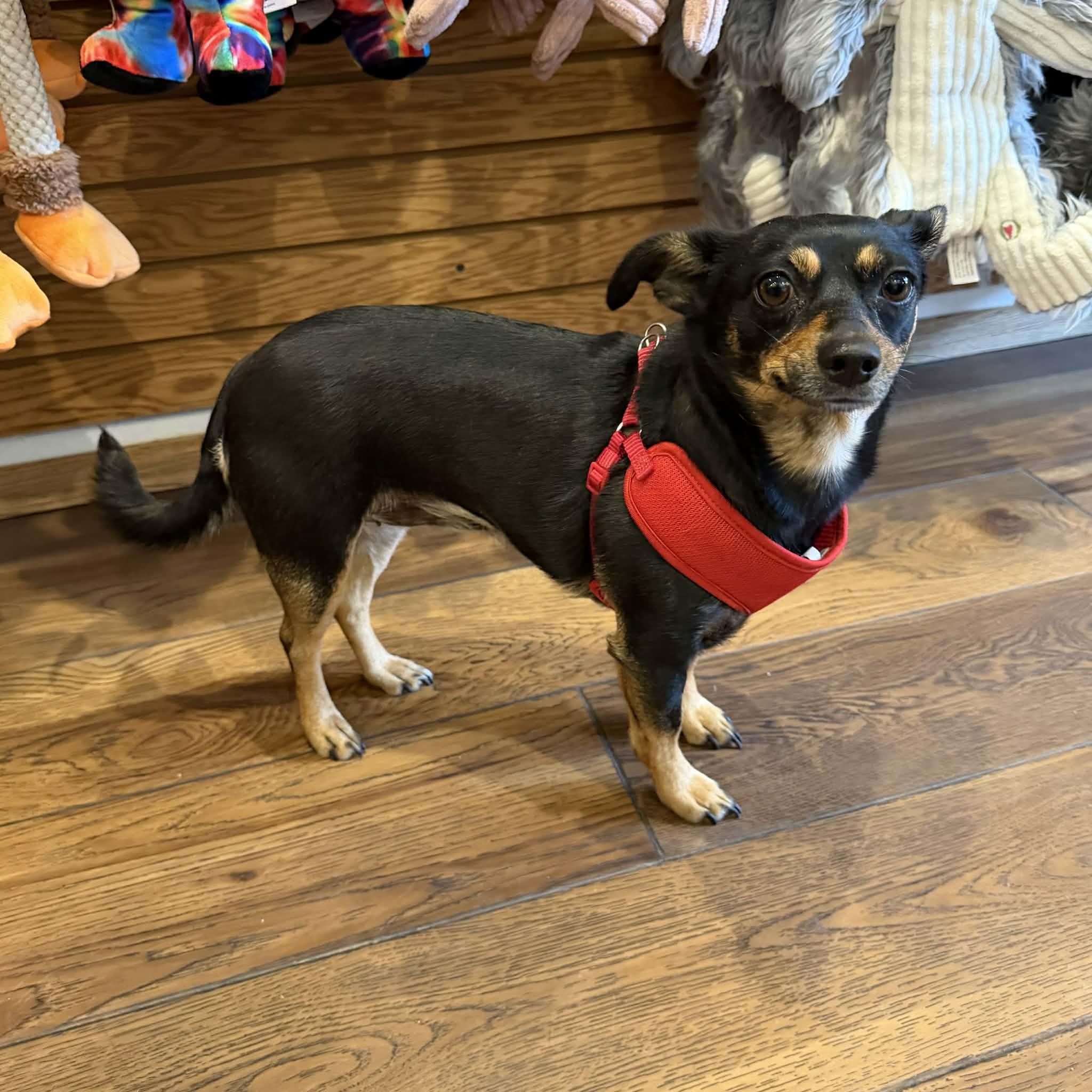 Julie, a ADOPTABLE mixed breed in Boulder, CO image 6/6