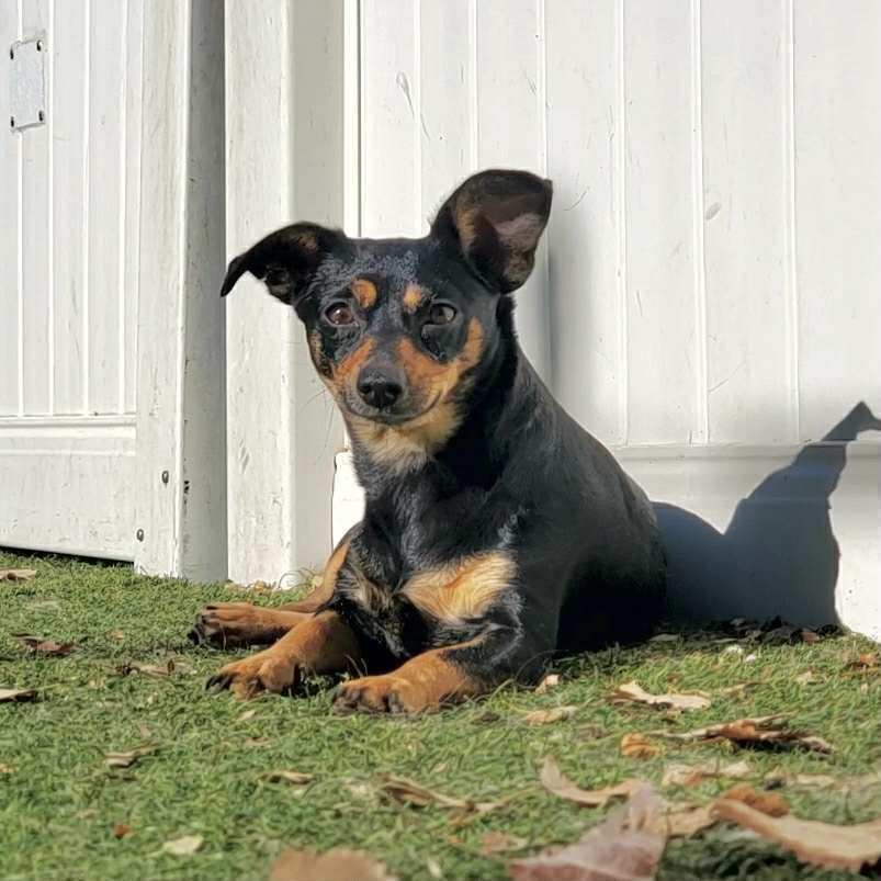 Julie, a ADOPTABLE mixed breed in Boulder, CO image 5/6