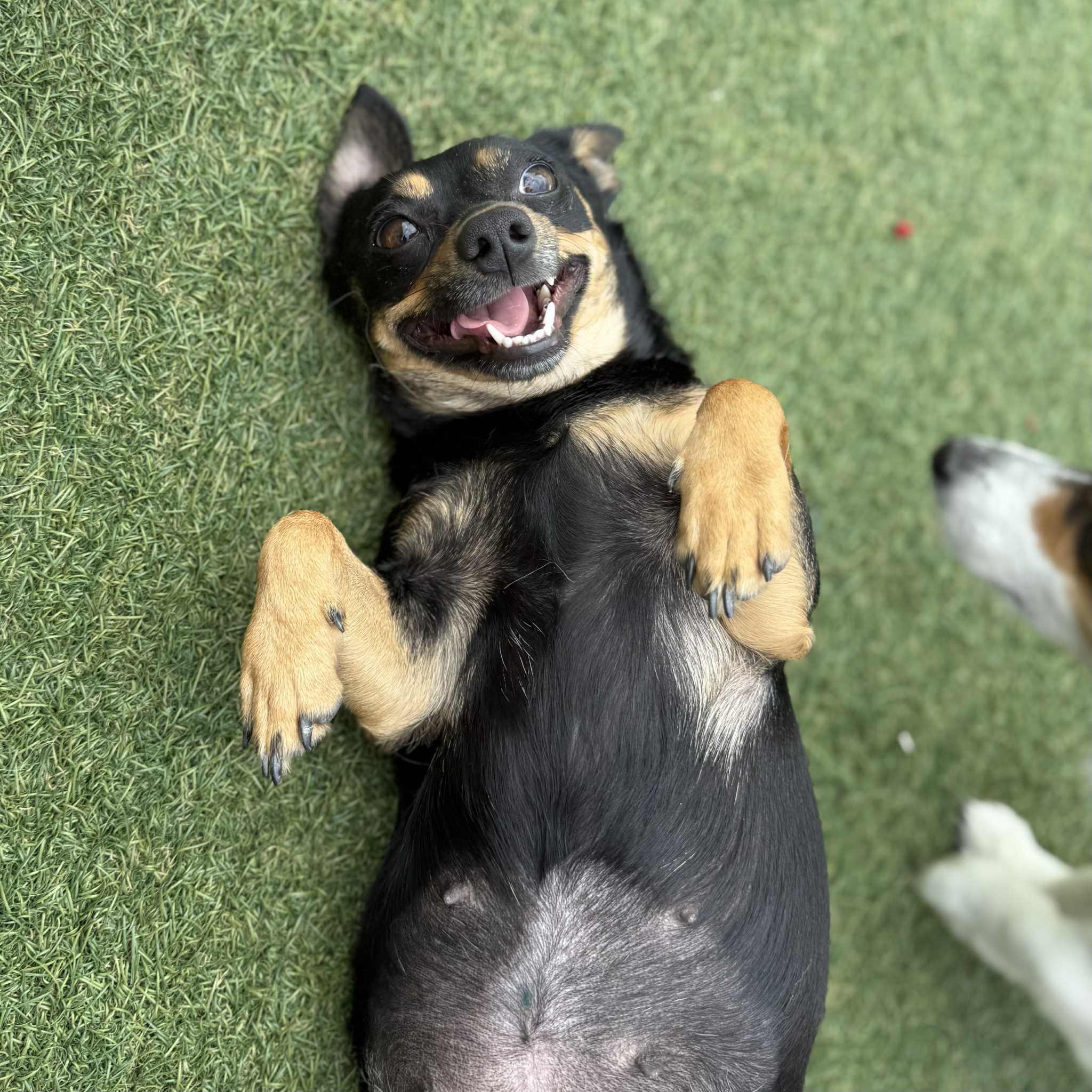 Julie, a ADOPTABLE mixed breed in Boulder, CO image 4/6