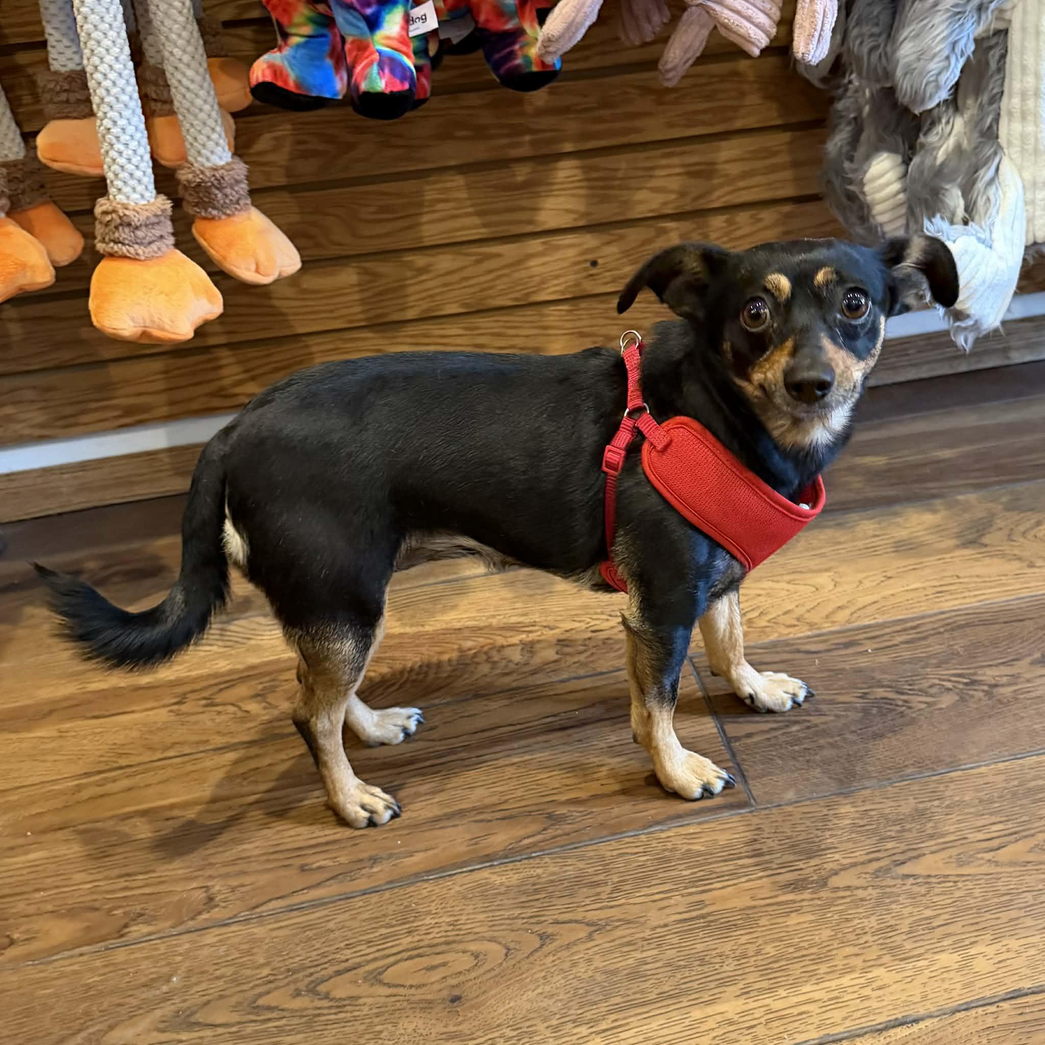 Julie, a ADOPTABLE mixed breed in Boulder, CO image 1/6