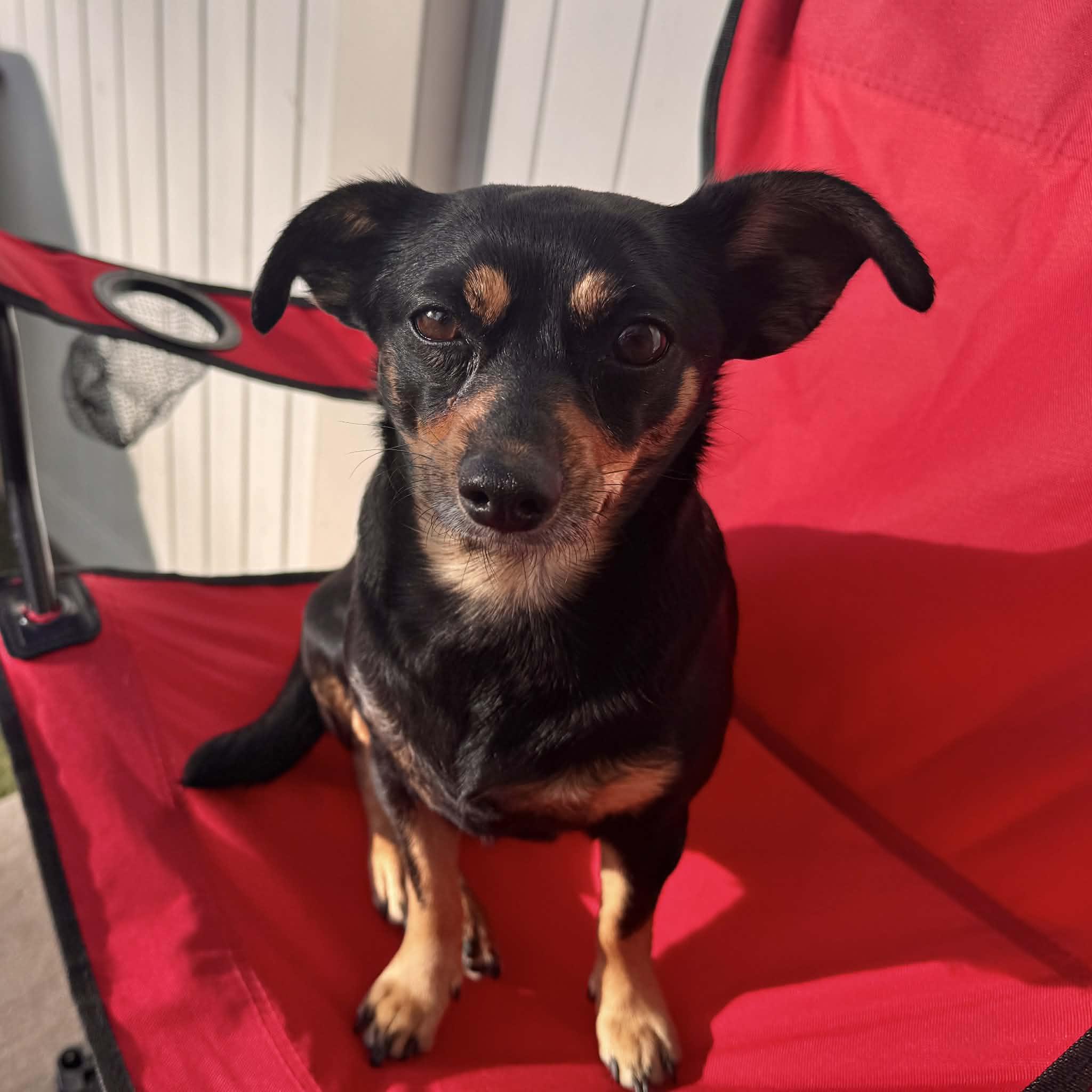 Enlarge Julie, an adopted mixed breed in Boulder, CO image 2/6