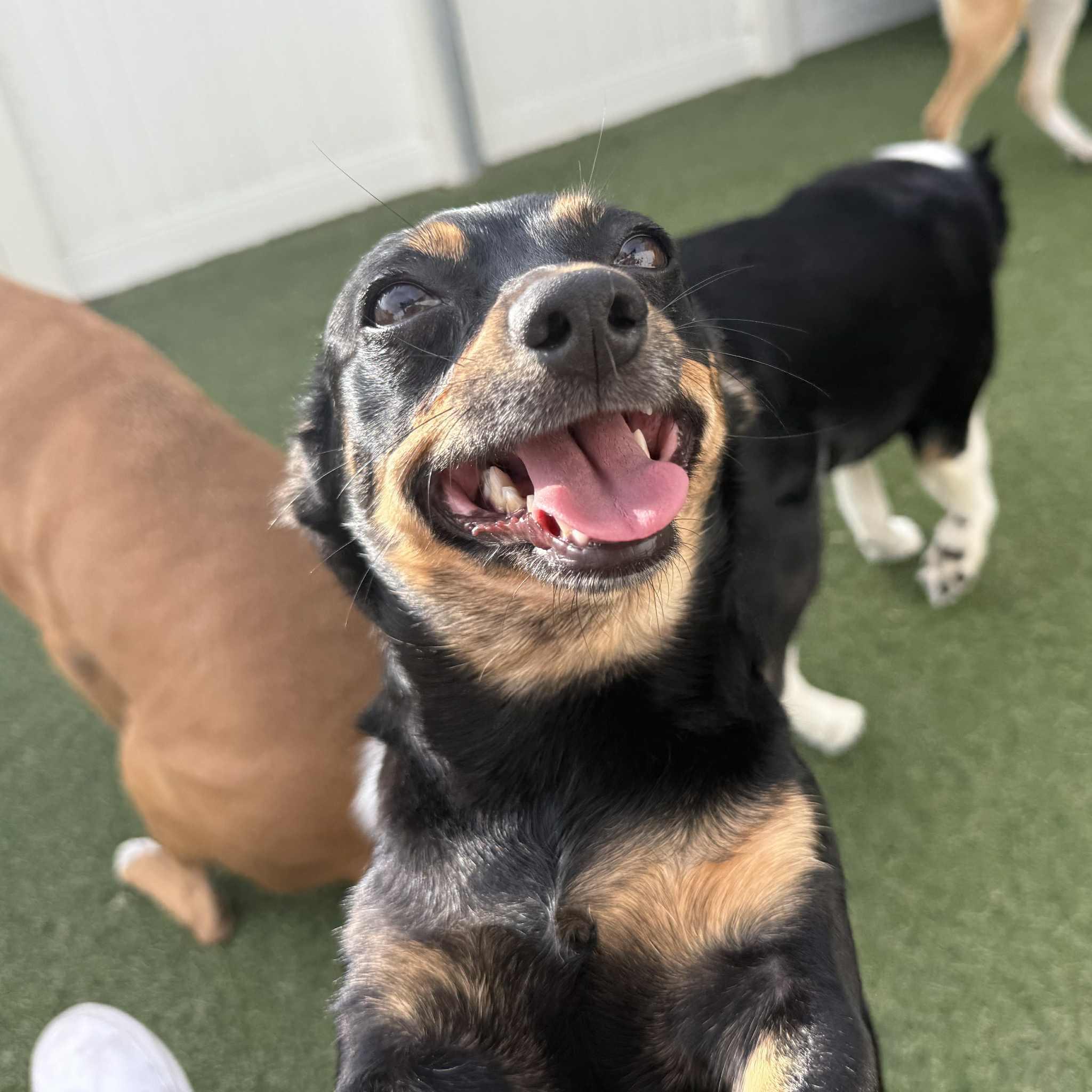 Julie, a ADOPTABLE mixed breed in Boulder, CO image 2/6