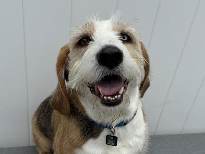 Enlarge Max, a Adoptable mixed breed in Virginia Beach, VA image 2/2