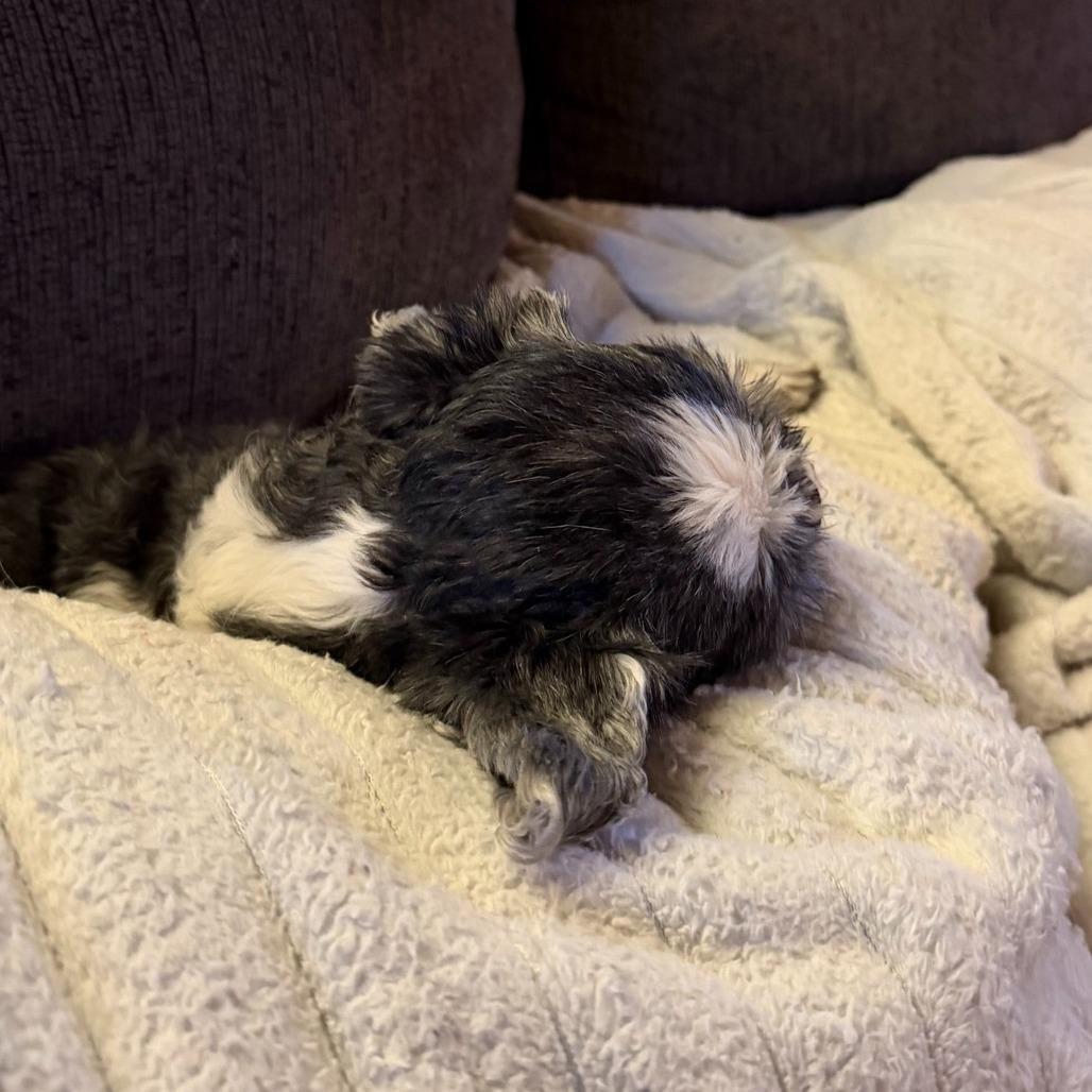 Princess, Adoptable, Senior Female Shih Tzu.