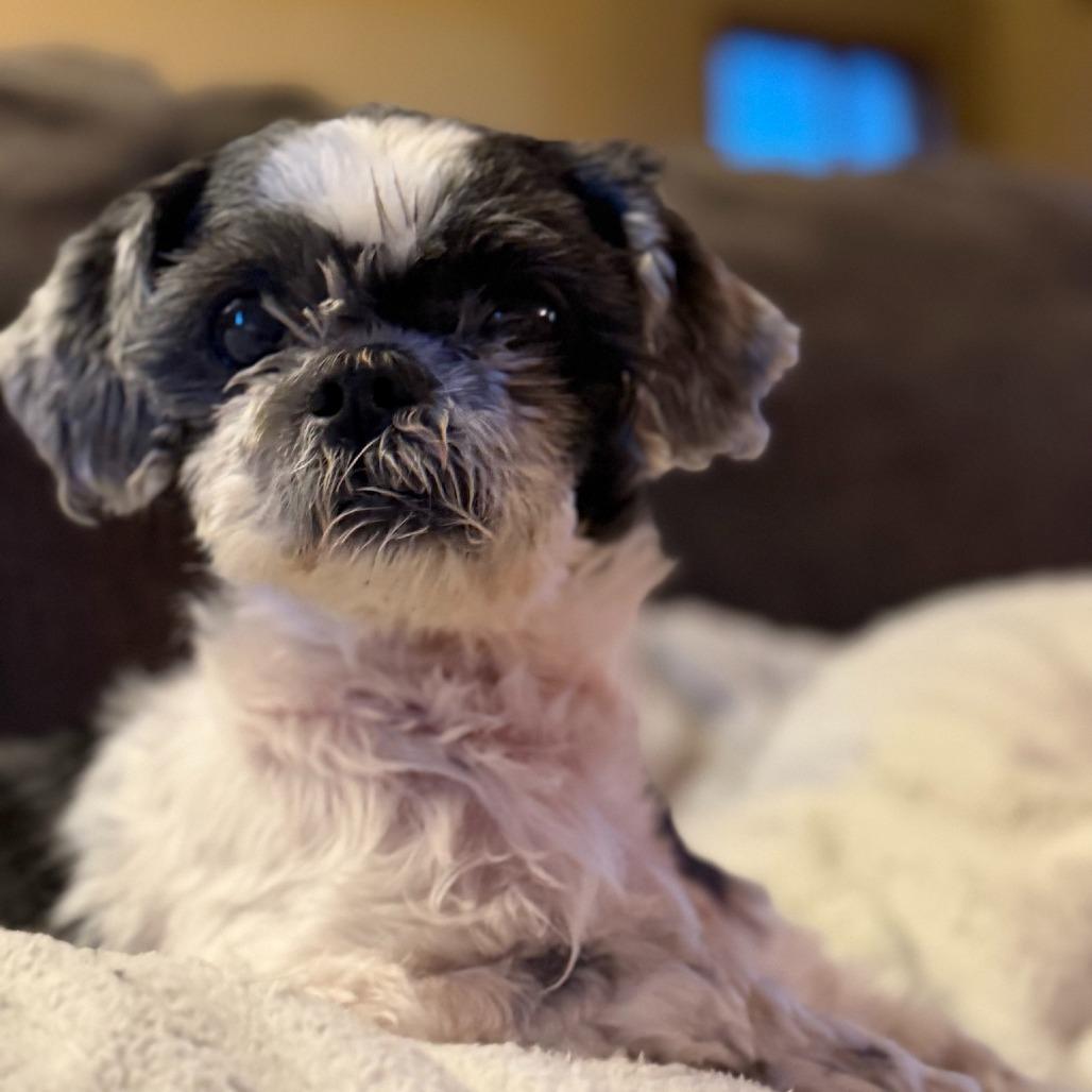 Princess, Adoptable, Senior Female Shih Tzu.