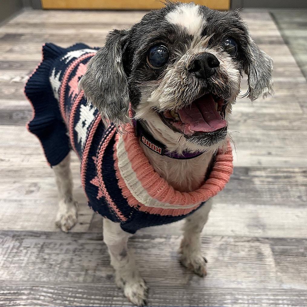 Enlarge Princess, a Adoptable Shih Tzu in St. Louis, MO image 3/5