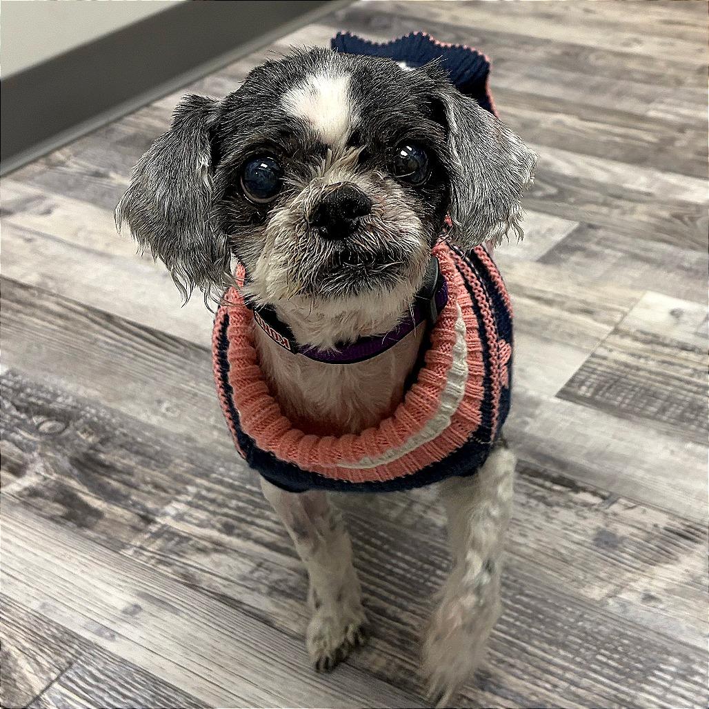 Enlarge Princess, a Adoptable Shih Tzu in St. Louis, MO image 4/5