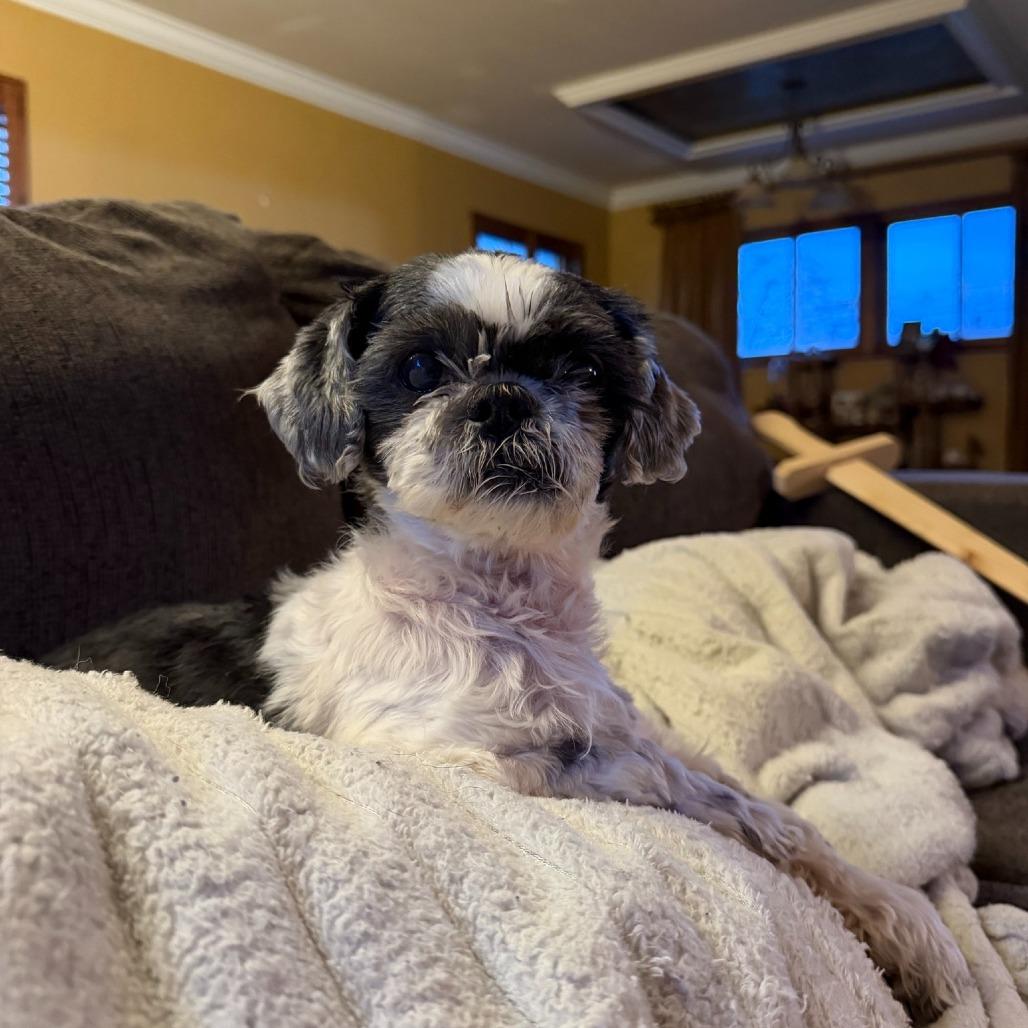 Enlarge Princess, a Adoptable Shih Tzu in St. Louis, MO image 5/5