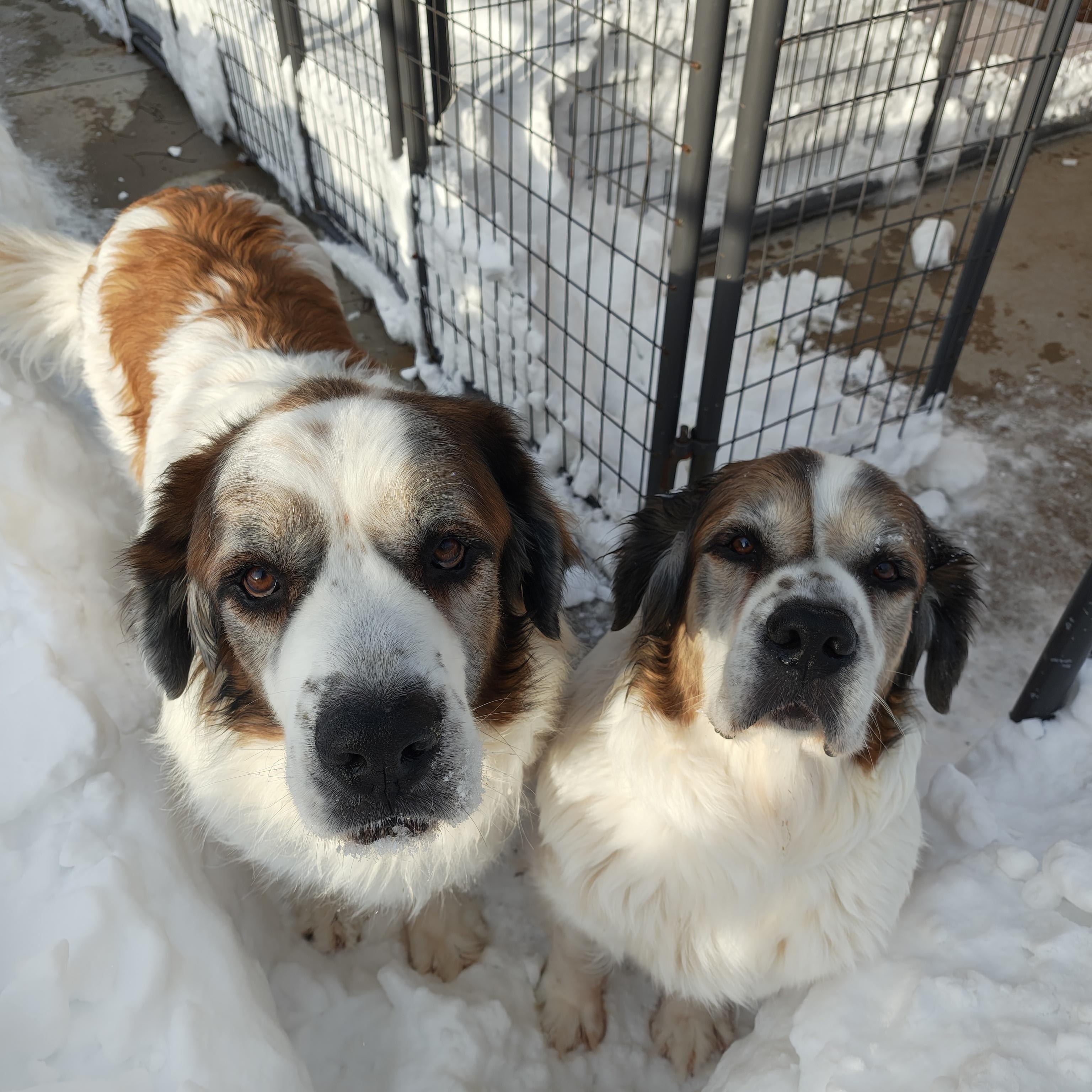 Zeus and Cleo, Adoptable, Senior Female Saint Bernard & Great Pyrenees.