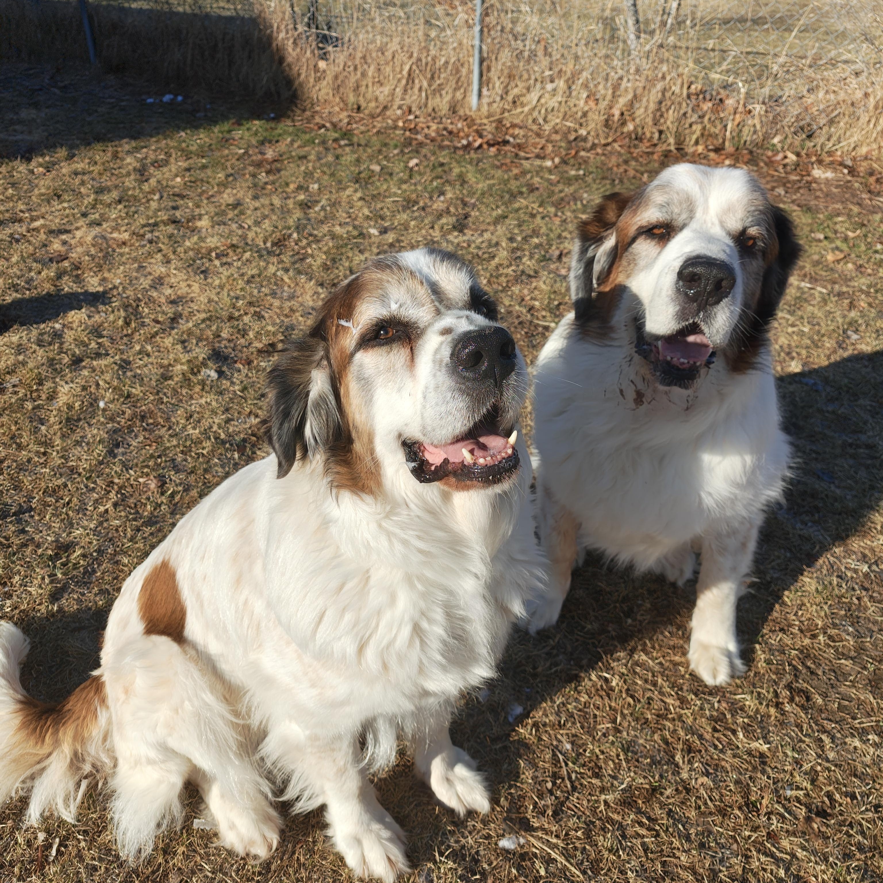 Zeus and Cleo, a Adoptable mixed breed in Oconto, WI image 2/2