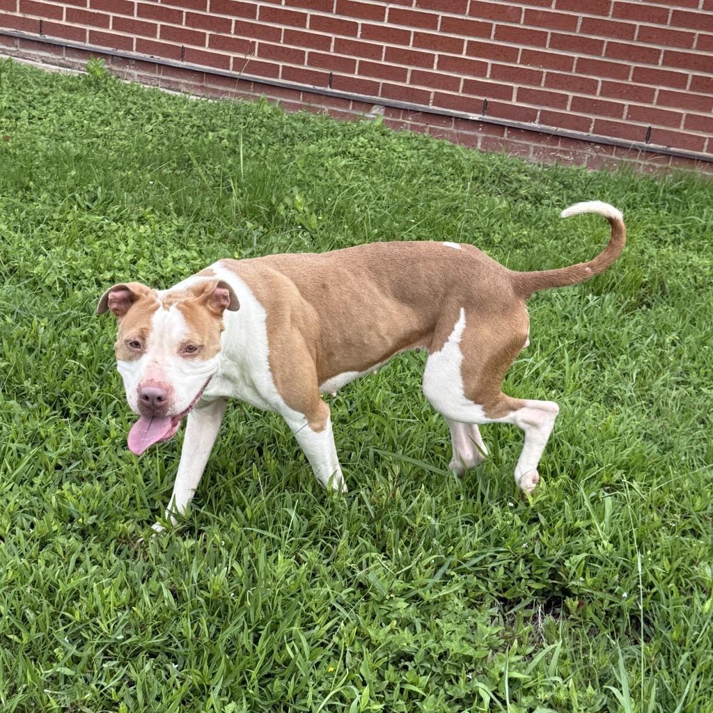 Cutie, a Adoptable Pit Bull Terrier in Brenham, TX image 5/6