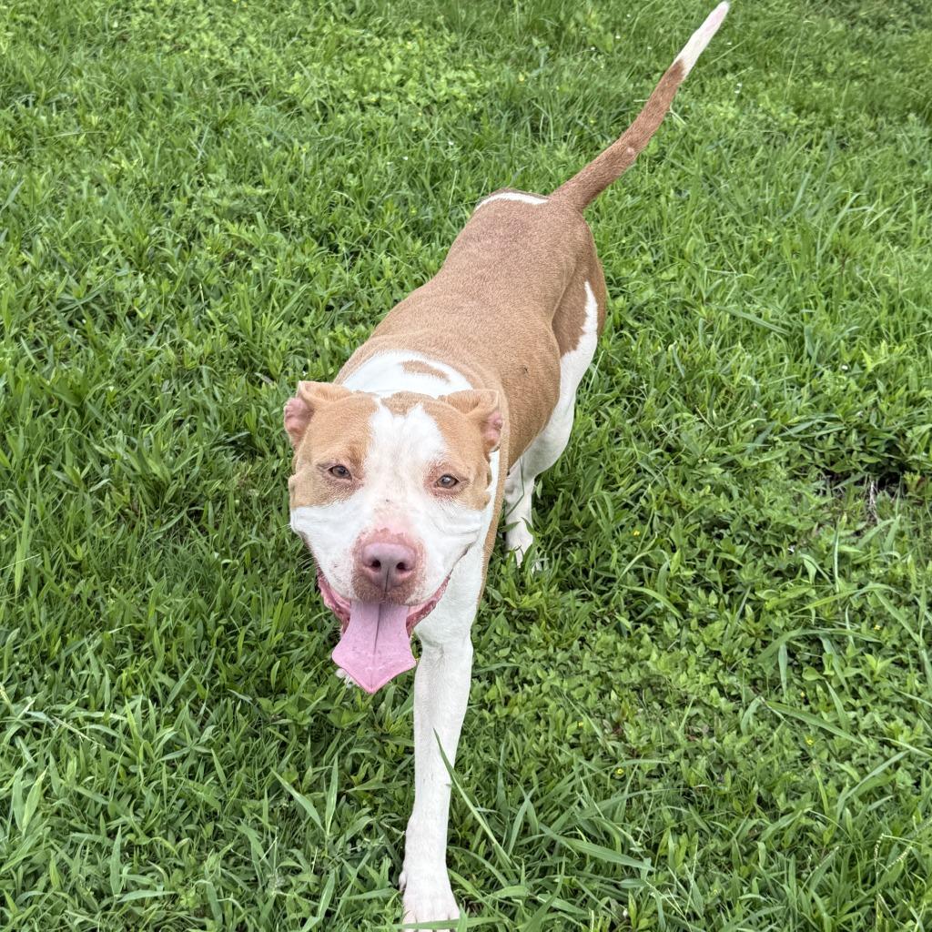 Cutie, a Adoptable Pit Bull Terrier in Brenham, TX image 3/6