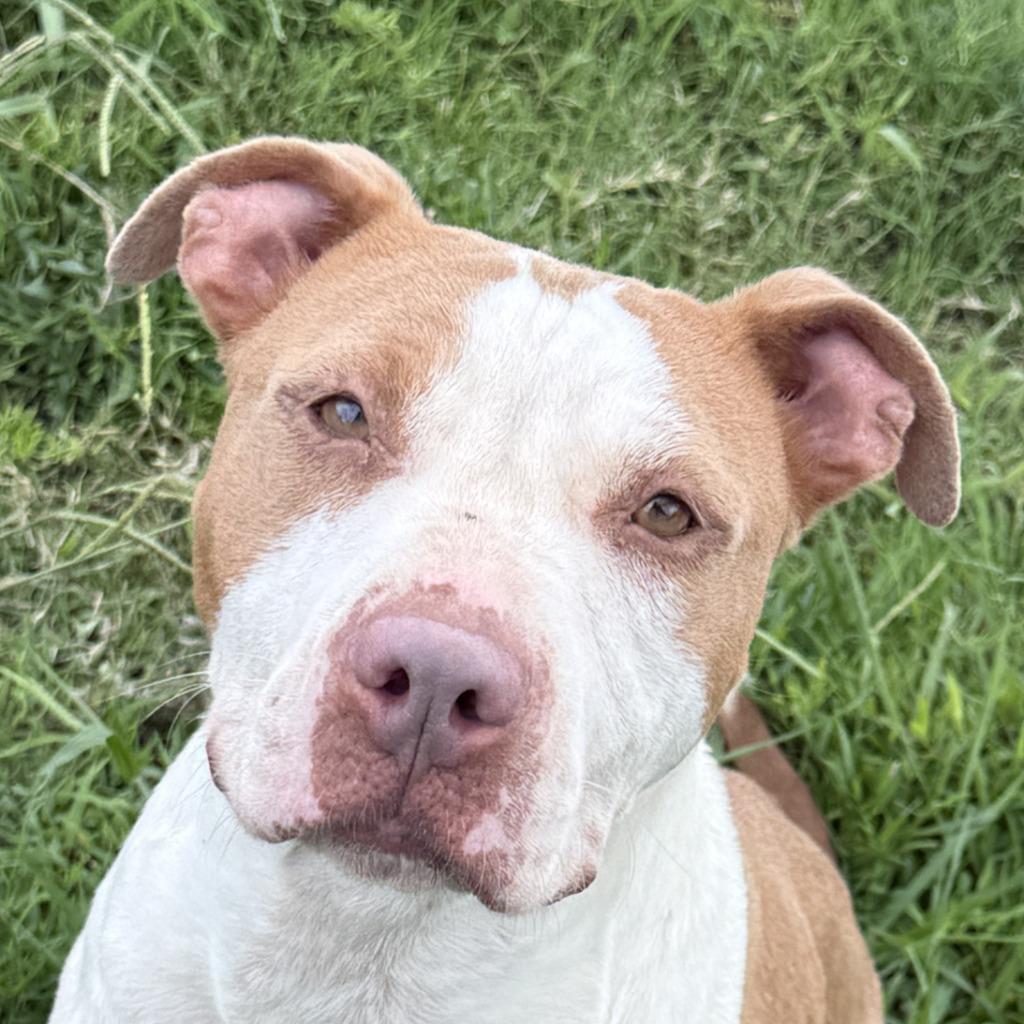 Cutie, Adoptable, Adult Female Pit Bull Terrier.