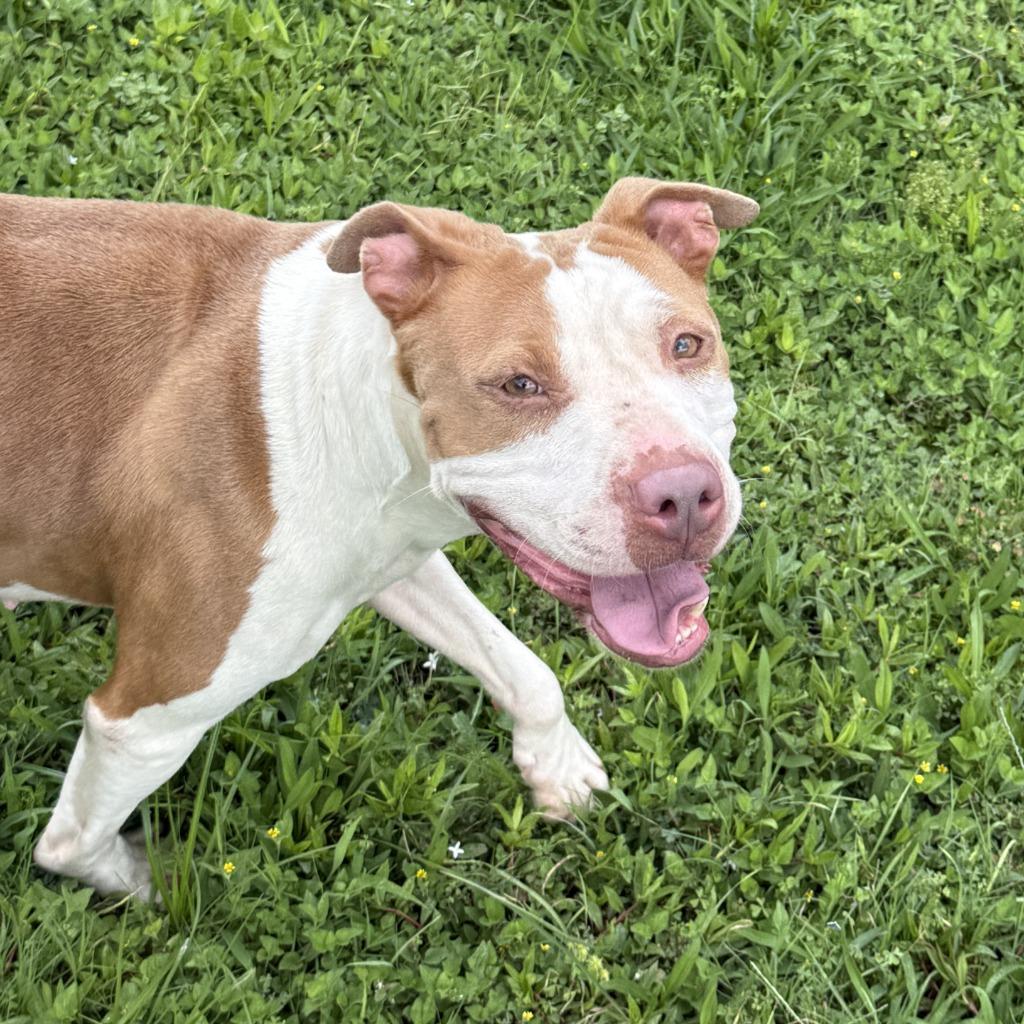 Cutie, a Adoptable Pit Bull Terrier in Brenham, TX image 2/6