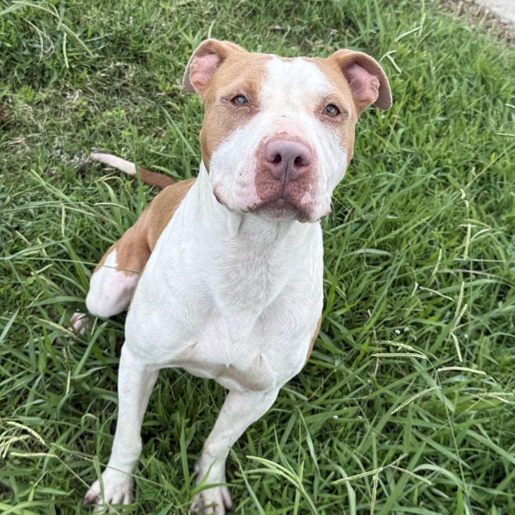 Cutie, a Adoptable Pit Bull Terrier in Brenham, TX image 4/6