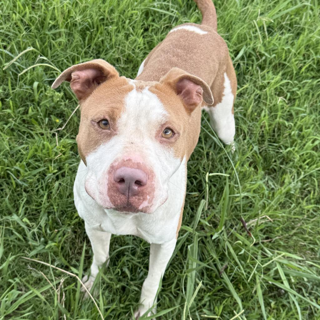 Cutie, a Adoptable Pit Bull Terrier in Brenham, TX image 6/6