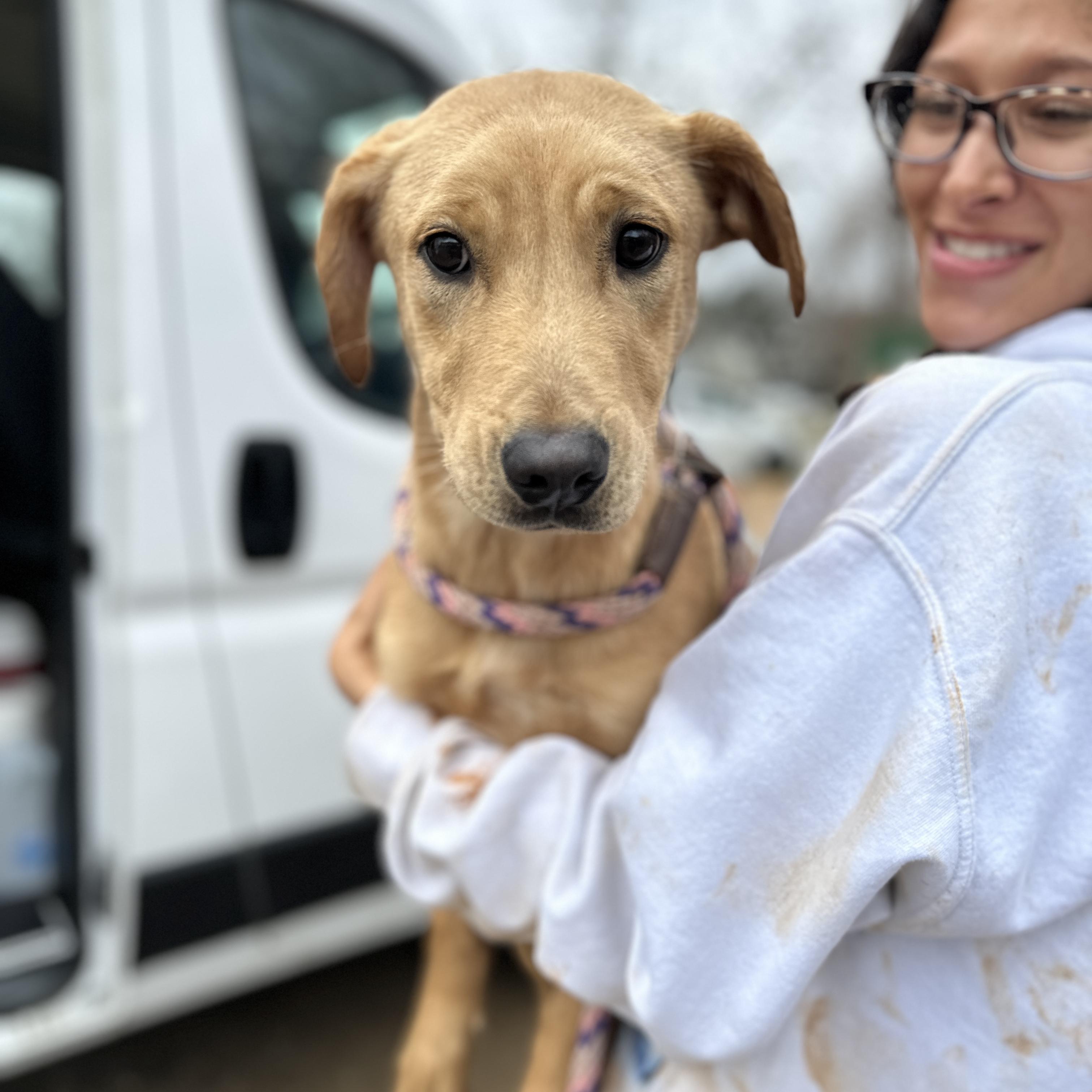 Hummus — thumbnail 2