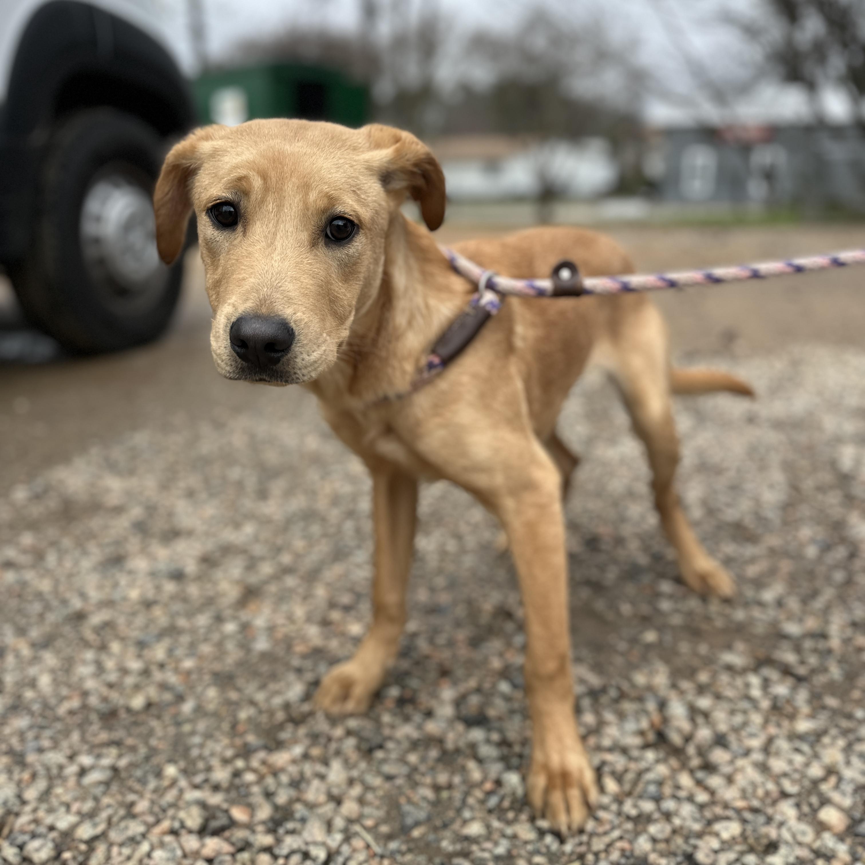 Hummus — thumbnail 3